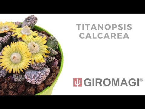 Video: Titanopsis Canlı Qaya Məlumatı – Zərgərlik Bitkisini Necə Yetişdirmək olar