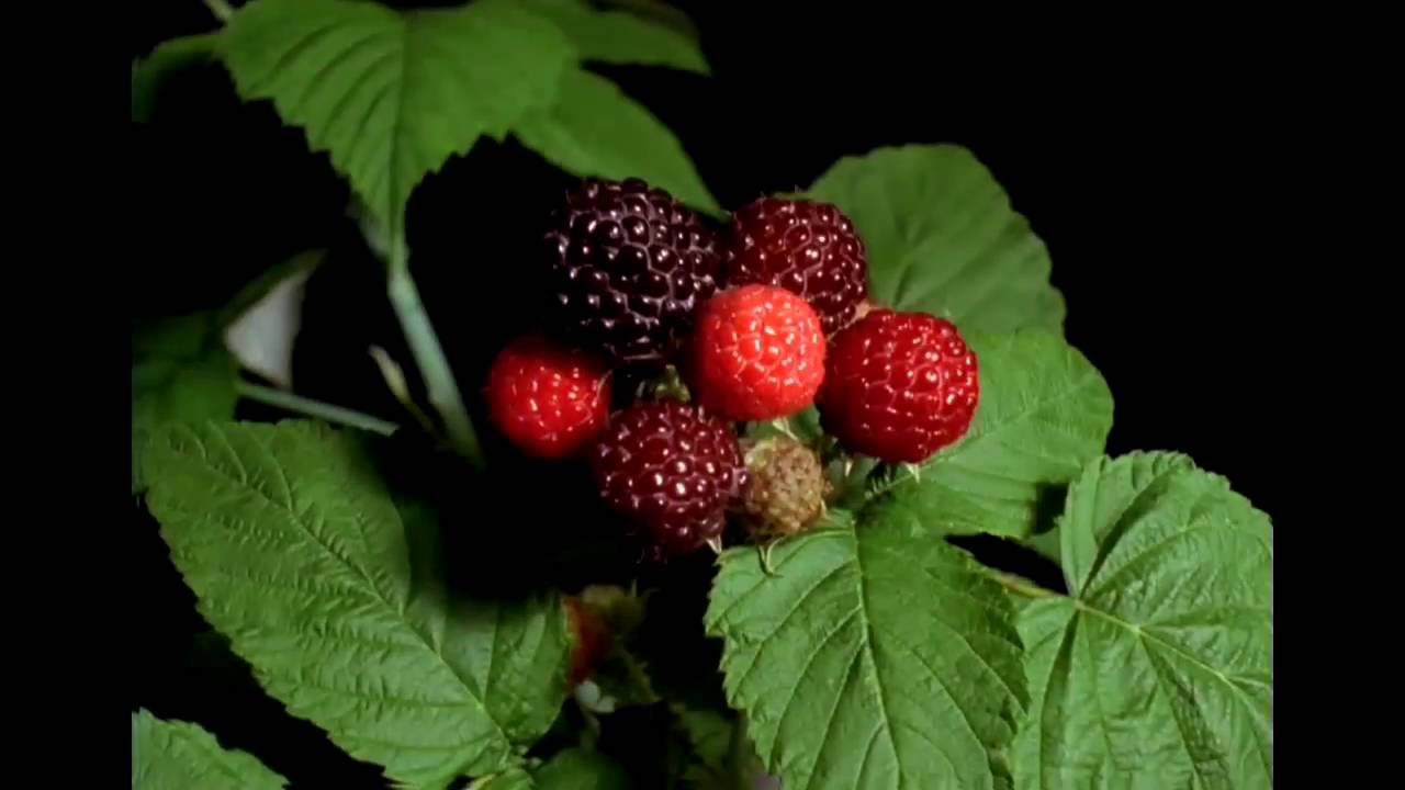 П. И. Чайковский - Времена Года (The Seasons) Лето. Июнь. - YouTube