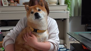 Shiba Inu Hachi hears a baby crying for the first time... This is what happens.