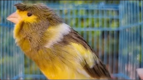 Canary Singing Best Video Training - Best Canary Singing In Full hd