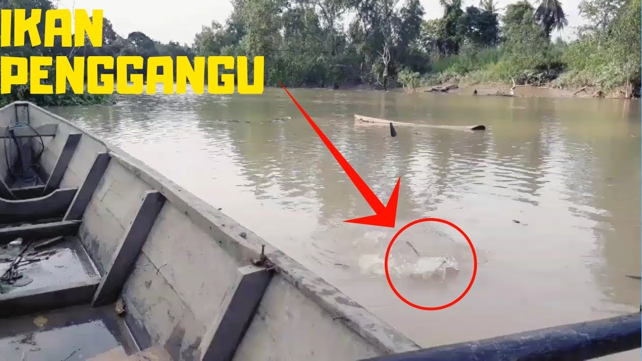 Gambar Ikan Baung Putih