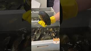 We open oysters ON LIVE everyday at 3•30 PM-India Time#pearl