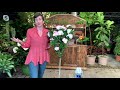 Cottage Farms 1-Piece Peppermint Smoothie Rose of Sharon Tree on QVC