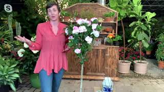 Cottage Farms 1-Piece Peppermint Smoothie Rose of Sharon Tree on QVC screenshot 5