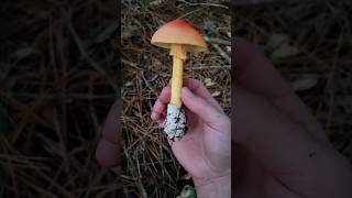 This is One BEAUTIFUL Mushroom... #palmettoprepared #mushroom