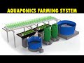 Aquaponics farming system  grow fresh fish and vegetables together