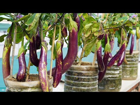 Grow Vegetables Easily