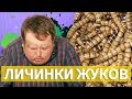 ПРОБУЕМ ЖИВЫХ ЛИЧИНОК ЖУКОВ