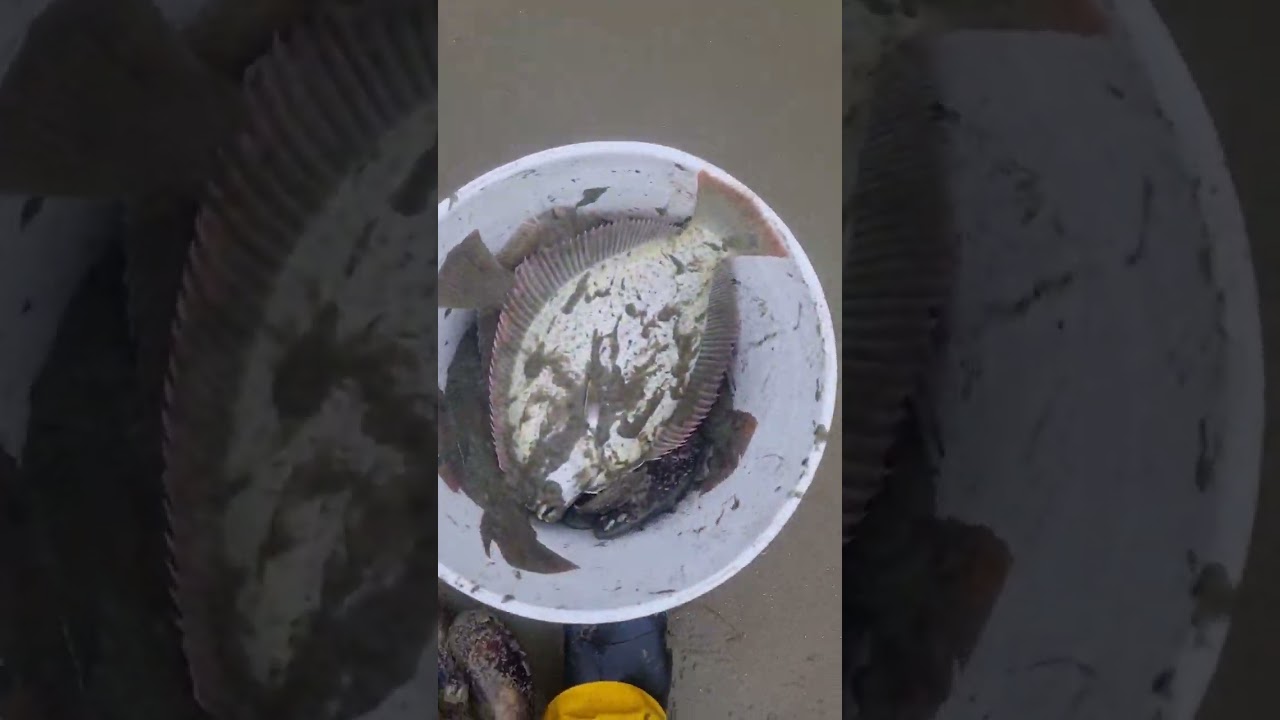 flounder drag netting marlborough sounds 