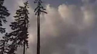 Awesome Tree Work Speedlining 130ft fir (30ft top)