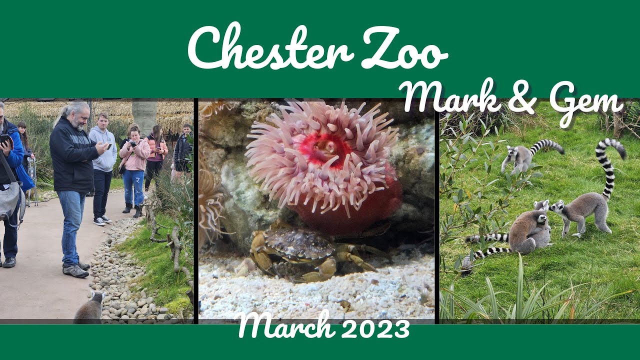 Lots of Lemurs - Chester Zoo - March 2023