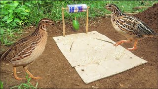 New Bird Trap Design Ideas - Amazing Ideas Using Bacchus