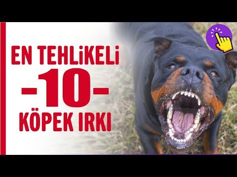 Video: Top 10 Kar-Sevgi Köpek Kızağı Irkları