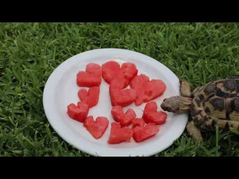 video phone beyonce mp3 VALENTINES DAY CUTENESS