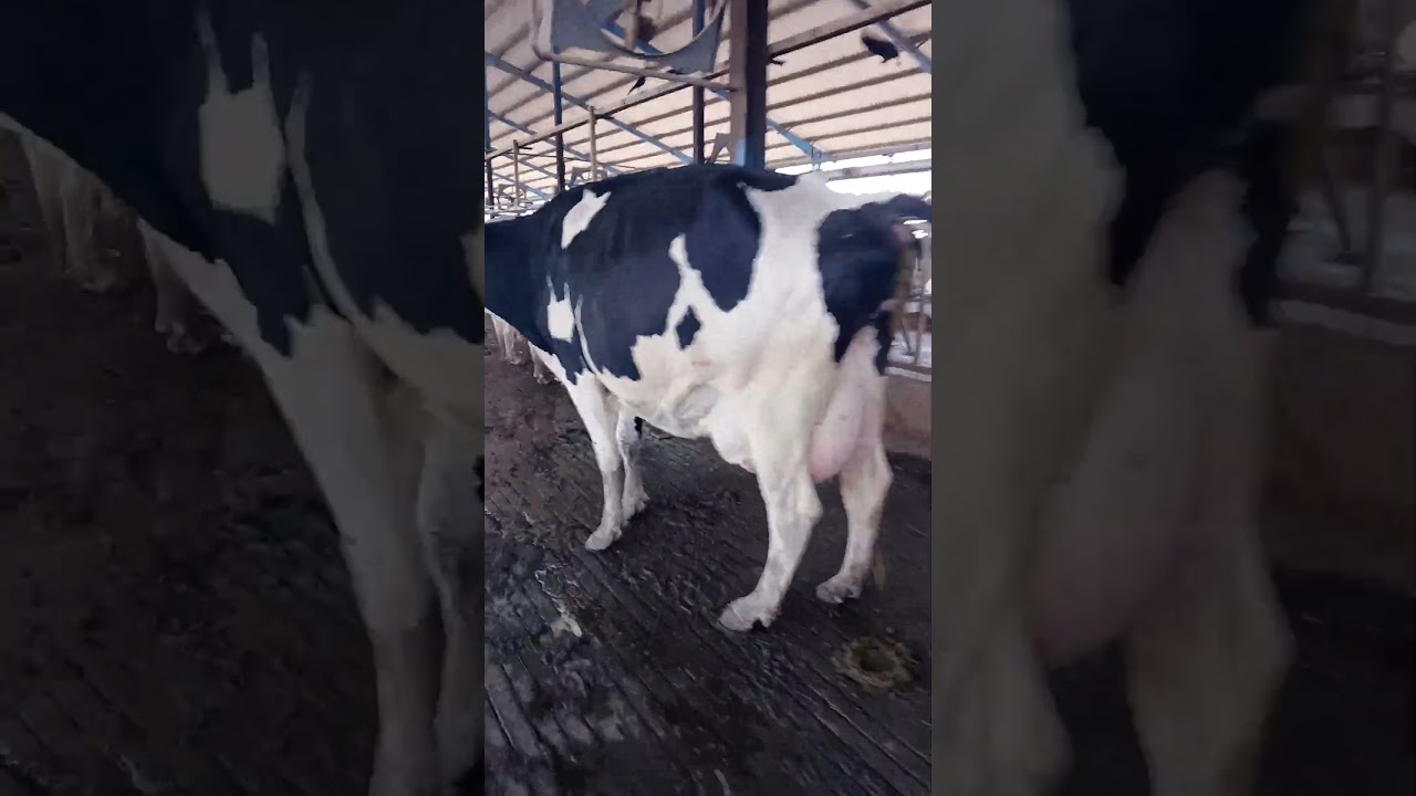 #cow #dairyfarm #cowfarming #cattlefarming #dariy #dailyvlog
