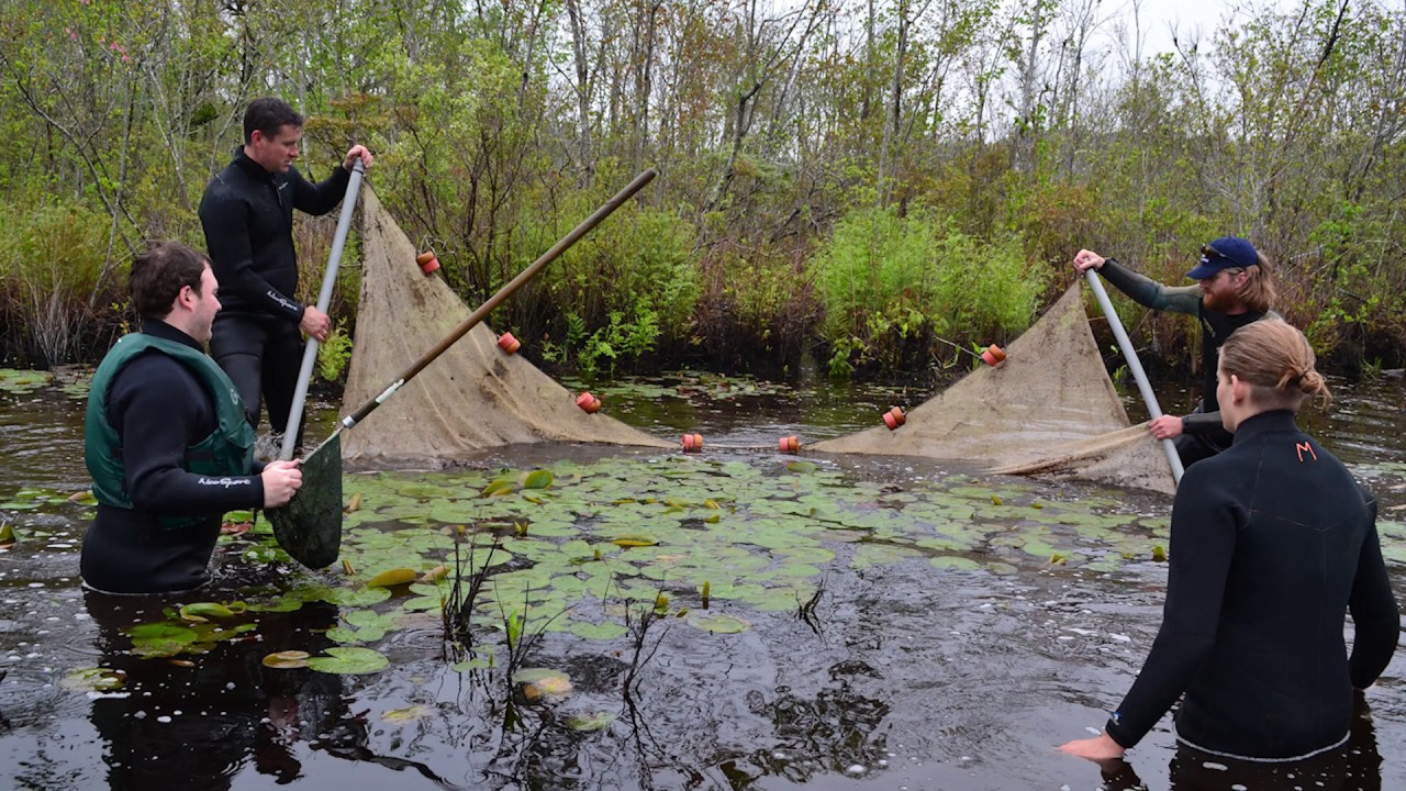 Blackbanded Sunfish: Chesapeake Conservation Corps Capstone