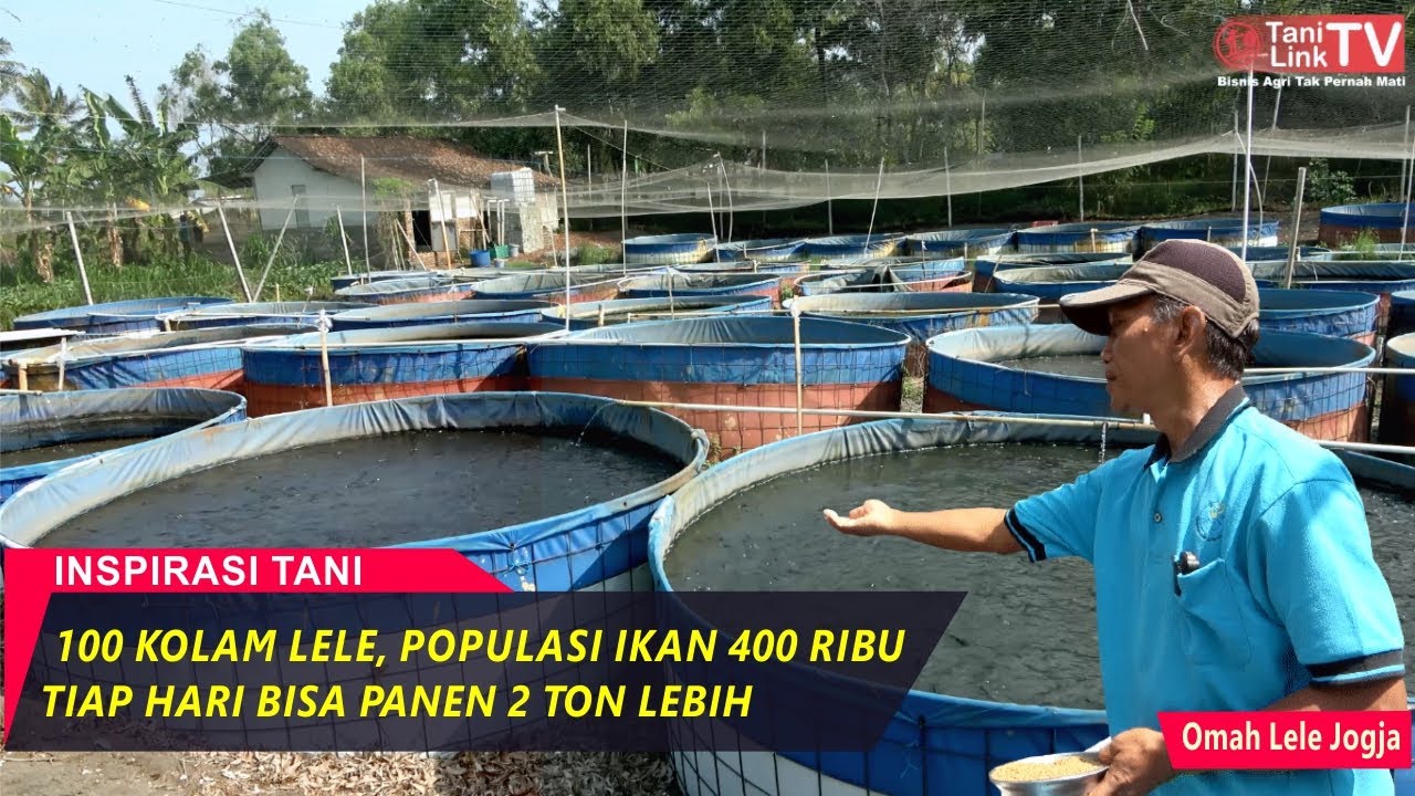 Ternak Lele itu Mudah,Ternak Lele Menguntungkan itu Susah. Cara Cepat Panen, Untung & Bebas Penyakit