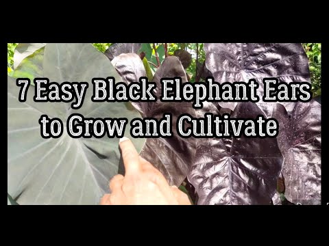 7 Easy Black Elephant Ear Plants to Grow & Cultivate