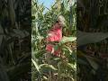 東北姑娘在台灣雲林摘玉米！自家種的竟然這麼甜？🌽 #雲林 #雲林生活 #東北媳婦 #摘玉米 #農村生活 #田園生活 #台灣家常菜 #吉林人在雲林