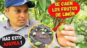 ¿Los limones crecen verdes y luego se vuelven amarillos?