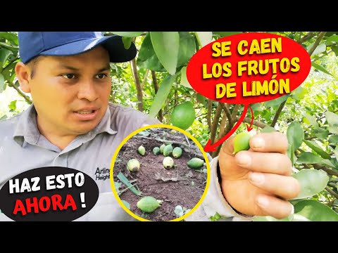 Video: Lemon Tree Droping Fruit - ¿Qué causa la caída de la fruta en los limones?