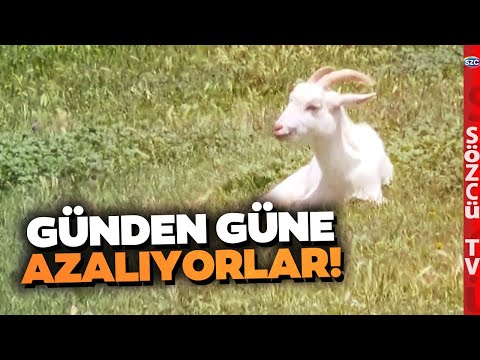 Ankara Keçileri Kaçırdı! Nüfusu Milyonlardan Binlere Geriledi