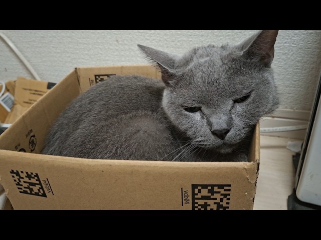 大きい猫が追いやられて小さい箱に入り、小さい猫は大きい箱を占領