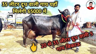 20 से 35 लीटर दूध वाली 5 दोगली नसल की गाय सस्ते दामों में बिकाऊ। 20 to 35 Litre milk. 5 cows sale.