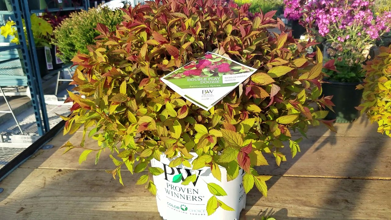 Double Play Doozie® Spirea (Japanese Spirea)