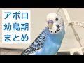 アポロの幼鳥期まとめ/セキセイインコ