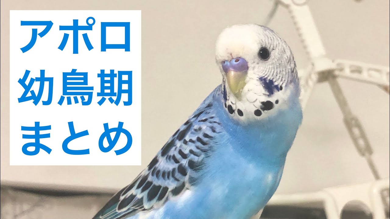 せきせいいんこ アポロの幼鳥期まとめ／セキセイインコ - YouTube