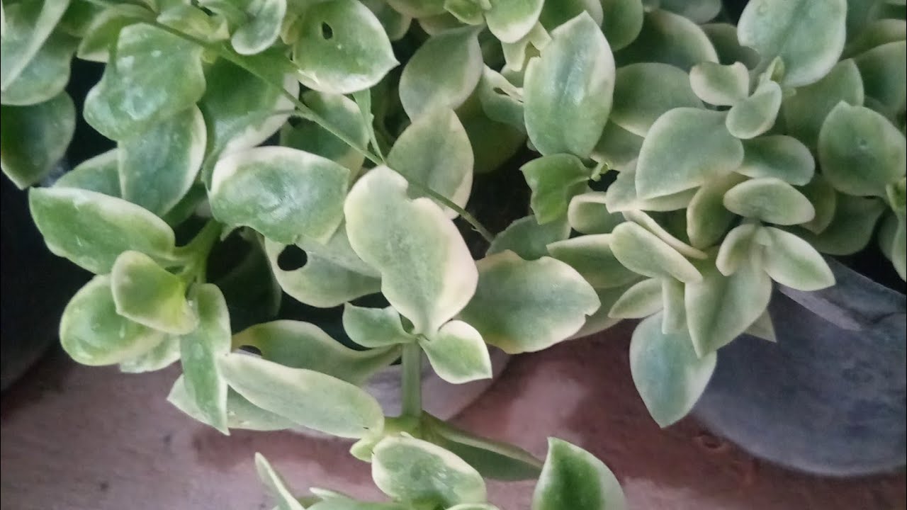 How to grow Baby sun rose!Grow baby sun rose cutting!!Grow aptenia