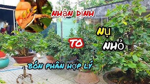 Nhận Định Nụ Mai To Nhỏ Nụ Kim ||Bón Phân Hợp Lý