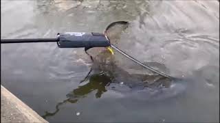 Monster Thames Pike - The Greatest Fish