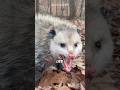 The truth about opossums 