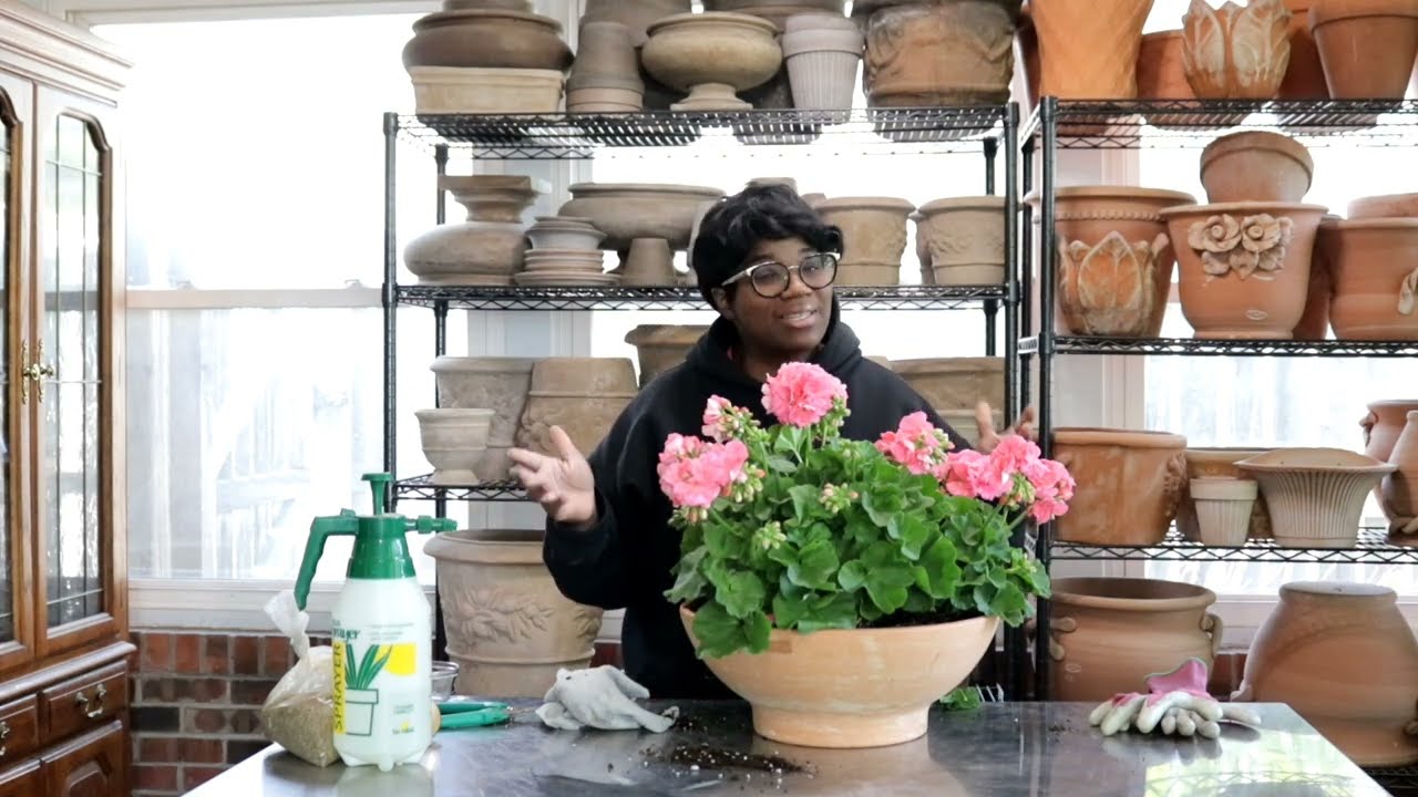 Geraniums / Zonal Geraniums / ⛲  Garden Fountain Garden Queen