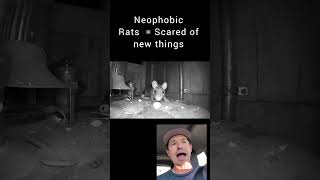 RATS THAT AVOID TRAPS.  The Pest Dude Explains Neophobic Rat Behavior