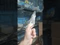 #birds #birdslovers #exotıcbirds