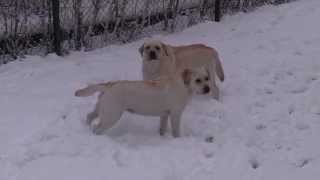 Dusty and Gem are having a great time in the snow by Labrador Retrievers by Dahlin 168 views 9 years ago 1 minute, 1 second