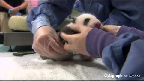 Baby panda cub gets health check in San Diego Zoo