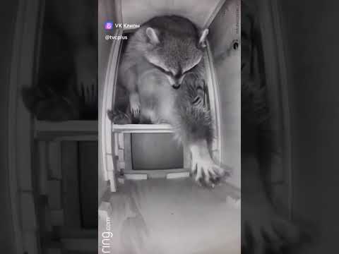 Енот спит,а ты нет) Подписывайтесь на канал #видео #funny #shortsvideo #блогеры