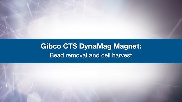 Gibco CTS DynaMag Magnet: Bead Removal and Cell Harvesting