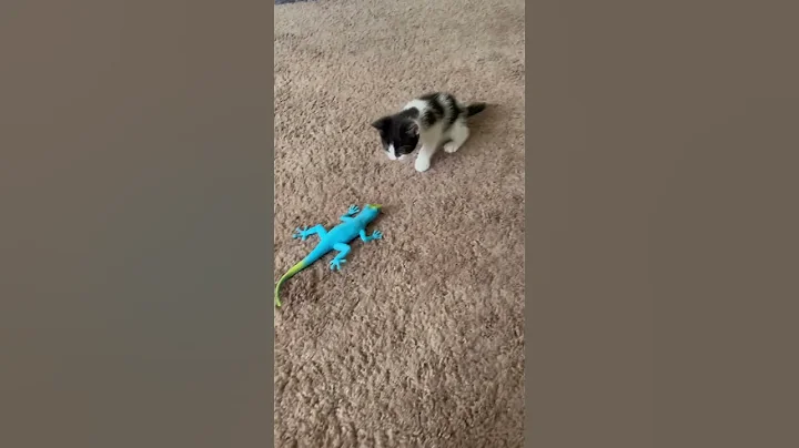 Video 11628401: pet cat kitten kitty, kitten kitty pets funny, kitten kitty fun