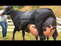 World Highest Milking Girlando Cow Breed 127 Kg / Day Milk Record