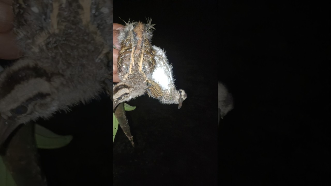 Horr oh berai manii tama bo bai manlai oh #shorts #shortsfeed