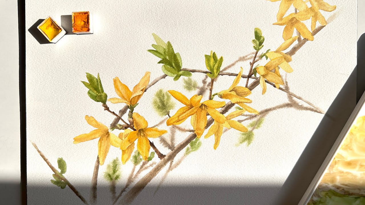 봄맞이 개나리 그리기🌼| Watercolor Painting Tutorial