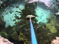 Shark Feeding at Ripley's Aquarium of the Smokies