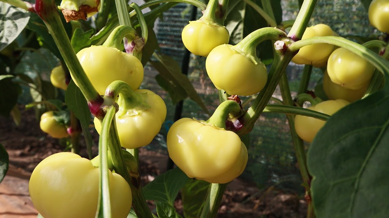 Эти два растения обеспечивают самое сильное органическое удобрение! Крапива и...