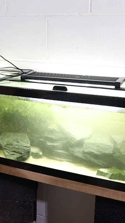 I love the dimension of this aquascape #aquascape #aquascaping #nanoaquarium #shrimptank #15gallon