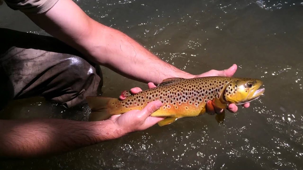 The Fish Head Chronicles Smith River Trout Fishing YouTube